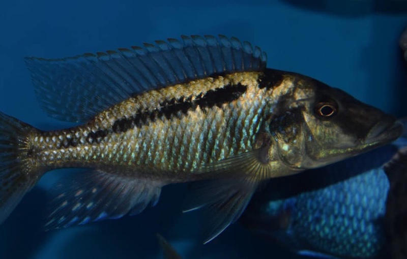 Lichnochromis acuticeps